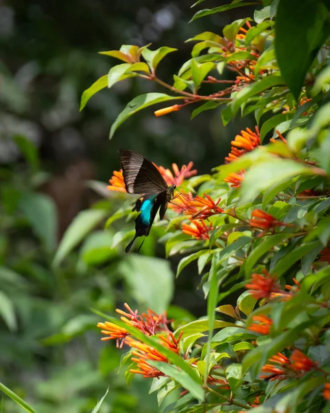 Brightly Colored Malabar Banded Peacock Papilio Buddha Feeding Fire Bush — Stock Photo, Image