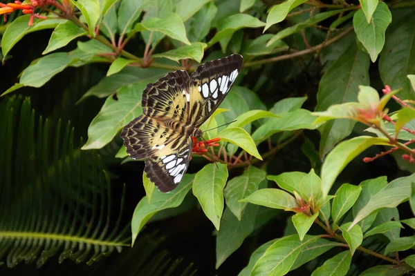 Clipper Grande Lindamente Colorido Parthenos Sylvia Alimentando Néctar Das Flores — Fotografia de Stock