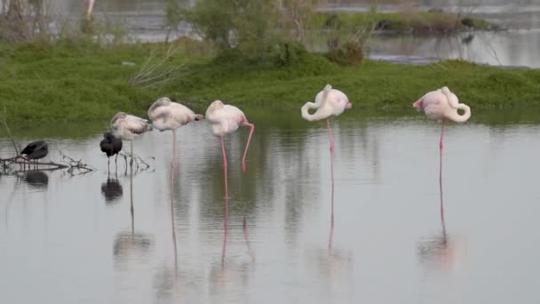 アラブ首長国連邦ドバイのラアス Ras Khor のマングローブの浅い海での大フラミンゴ Phoenix Roseus の小さなグループの静的なスローモーションHdクリップ — ストック動画