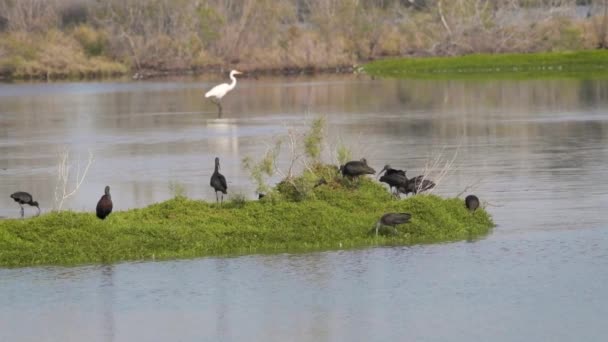 阿联酋迪拜Ras Khor红树林中央一小片草地上一群Glossy Ibis Plegadis Falcinellus 静态慢动作Hd剪辑 — 图库视频影像