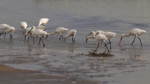 Zpomalení Klip Velké Skupiny Euroasijských Spoonbills Platalea Leucorodia Krmení Mělkých — Stock video