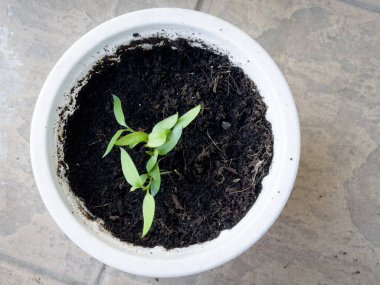 Bahçedeki küçük beyaz bir saksıda yetişen çan biberinin (Capsicum annuum) en üst görüntüsü.