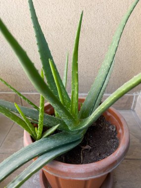 Bahçedeki saksıda büyüyen sağlıklı bir Aloe Vera 'nın manzarası..