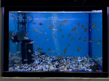 Bir evcil hayvan dükkanında satılık çok sayıda Tiger Barb (Puntigrus tetrazona) içeren bir akvaryumun yakın çekim görüntüsü.
