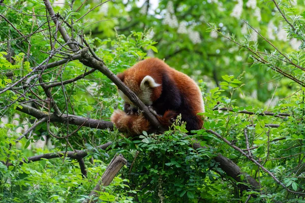Panda Rosso Ailurus Fulgens Che Prepara Albero Sono Anche Conosciuti — Foto Stock