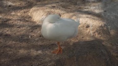 Beyaz Pekin ördeği (Anas platyrhynchos domesticus), Dubai, Birleşik Arap Emirlikleri 'ndeki Al qudra göllerinin gölgesinde başı sırtüstü uyuyarak ayakta duruyor. 4k görüntü.