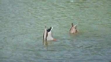 Bir çift vahşi Mallard ördeği (Anas platyrhynchos) kısmen yiyecek aramak için Dubai, Birleşik Arap Emirlikleri 'ndeki Al qudra göllerinde dalıyor. 4k görüntü.