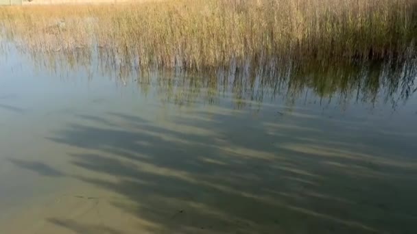 Imágenes Izquierda Derecha Pequeño Lago Artificial Con Grueso Crecimiento Hierba — Vídeos de Stock