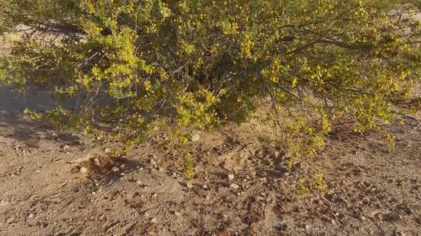 에미레이트 퀘드라 호수에서는 아름다운 노란색 아카시아 나무가 보인다 — 비디오