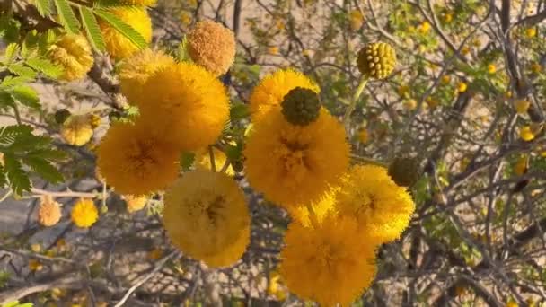 美しい明るい黄色のアカシアの花の近くから始まり アラブ首長国連邦のドバイのAl Qudra湖でアカシアの茂みを明らかにするために引き戻します 4K映像 — ストック動画