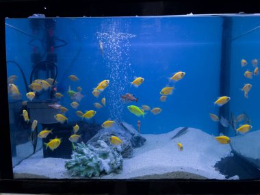 Bir evcil hayvan dükkanında satılık çok sayıda Glofish Tetras (Gymnocorymbus ternetzi) içeren bir akvaryumun yakın görüntüsü.