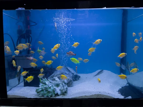 Widok Bliska Akwarium Zawierające Wiele Glofish Tetras Gymnocorymbus Ternetzi Sprzedaż — Zdjęcie stockowe