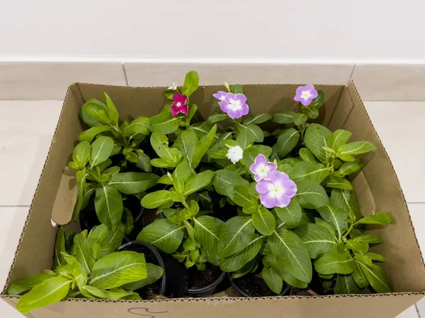 Karton bir kutunun içinde küçük siyah kaplarda bulunan vinka bitkileri bir fidanlıktan alınmış ve bahçeye ekilmeye hazır..