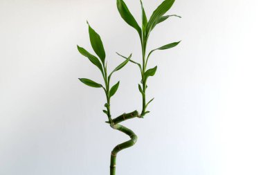 Beyaz bir arka planda Lucky bambu (Dracaena sanderiana) yakın plan. Evde ve ofiste kullanılan dekoratif bitkiler..