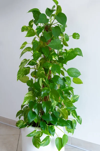 Schöne Üppige Indoor Geldpflanze Epipremnum Aureum Einem Weißen Pflanzentopf Und — Stockfoto