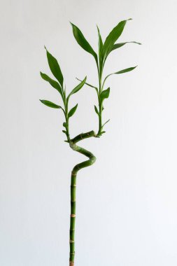 Beyaz arka planda Spiral Lucky bambu (Dracaena sanderiana). Evde ve ofiste kullanılan dekoratif bitkiler..