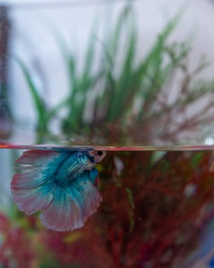 Çok renkli yarım ay evcil Beta balığı (Betta splendens) bir akvaryumda ve su yüzeyinin hemen altında yüzüyor. Siyam dövüş balığı olarak da bilinir. Seçici odak.