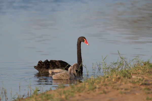 Black Swan Cygnus Atratus Mother Her Cygnets Swimming Close Water — стоковое фото