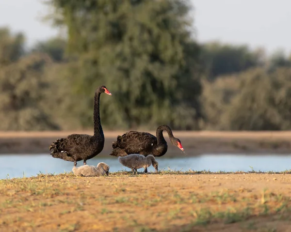 A family of Black Swan (Cygnus atratus) on the shore at the Al Qudra lakes in Dubai, United Arab Emirates.