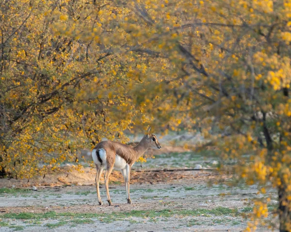 Arabian Gazelle Gazella Arabica Calf Standing Amongst Yellow Flowering Desert — стоковое фото