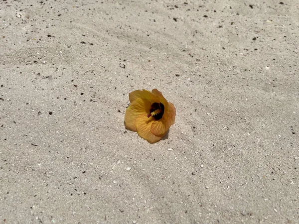 Hibisco Mar Solitário Hibiscus Tiliaceus Floresce Nas Areias Brancas Resort — Fotografia de Stock