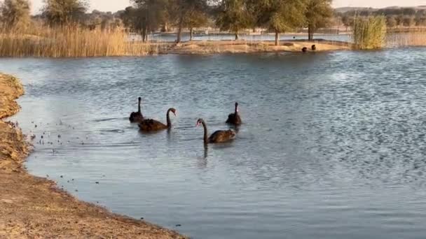 Filmagem Pequeno Bando Cisnes Negros Cygnus Atratus Nadando Perto Costa — Vídeo de Stock
