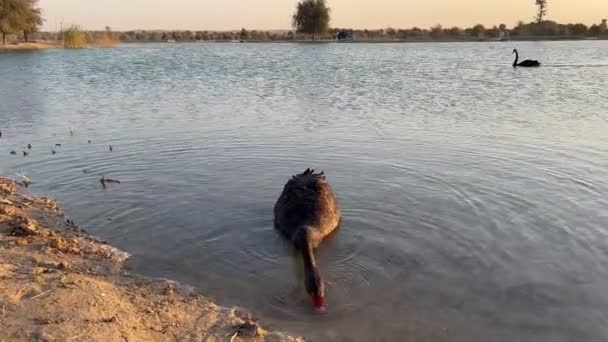 Záběry Osamělých Černých Labutí Cygnus Atratus Krmících Břehu Jezera Qudra — Stock video