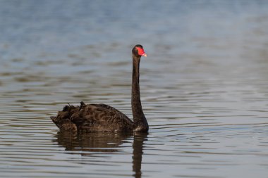 Yalnız Siyah Kuğu (Cygnus atratus) Dubai, Birleşik Arap Emirlikleri 'ndeki Al Qudra göllerinin sularında yüzüyor..