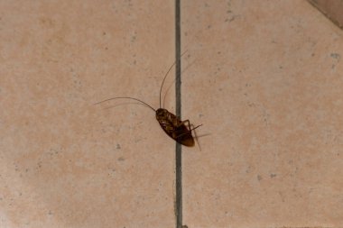 Tek bir hamamböceği (Blattella germanica), banyoda yerde ölü yatarken böcek ilacı kullanılarak öldürülmüştür. Evcil haşereler.