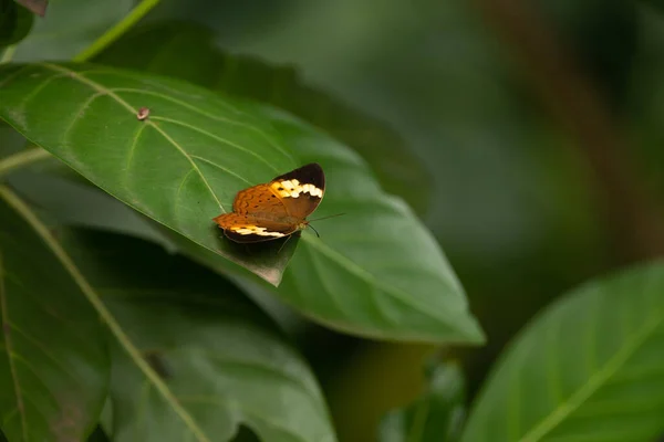 Papillon Rustique Cupha Erymanthis Reposant Sur Une Feuille Dans Jardin — Photo