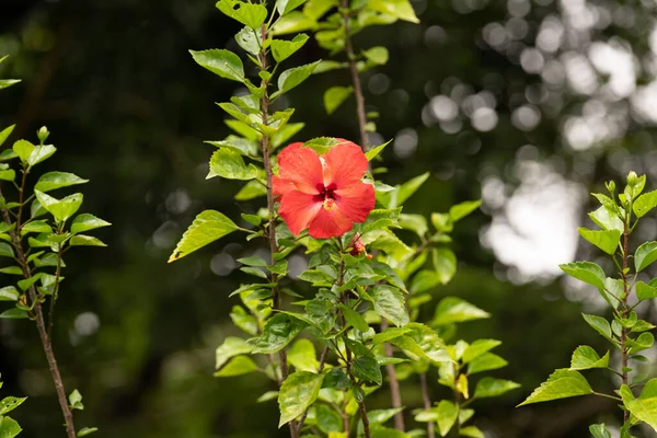 Hermosa Flor Hibiscus Rojo Solitario Luz Encantadora Jardín Mangalore India — Foto de Stock