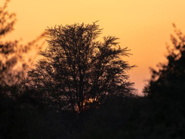 Gün batımında, Al Marmoom Çölü 'ndeki bir ağacın silüeti. Dubai, Birleşik Arap Emirlikleri' ndeki Al Qudra 'daki koruma alanı..
