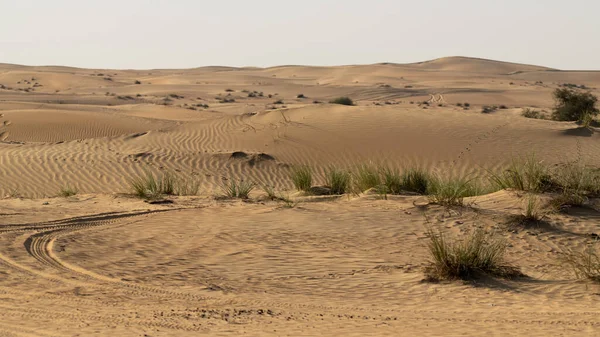 Prachtig Uitzicht Het Woestijnlandschap Met Zandduinen Woestijnvegetatie Groeiend Stukken Het — Stockfoto