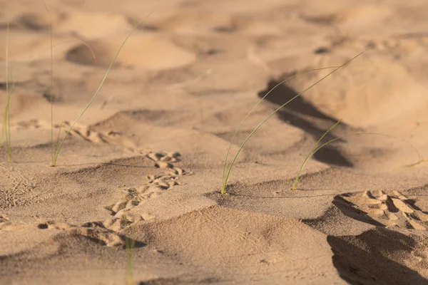 Groen Gras Dat Groeit Zandduinen Van Het Marmoom Woestijnreservaat Qudra — Stockfoto
