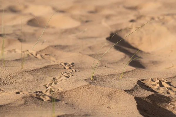 Herbe Verte Poussant Sur Les Dunes Sable Réserve Conservation Désert — Photo