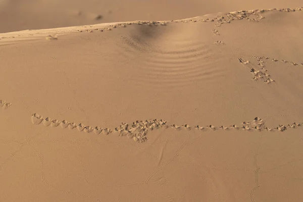 Huellas Animales Las Dunas Arena Reserva Conservación Del Desierto Marmoom —  Fotos de Stock