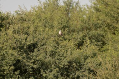 Tek Avrasya güvercini (Streptopelia decaocto) Dubai, Birleşik Arap Emirlikleri 'ndeki Al Qudra göllerinde yeşil yaprakların arasına tünemiştir..
