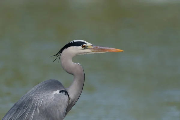 Nahaufnahme Eines Graureihers Ardea Cinerea Den Qudra Seen Dubai Vereinigte — Stockfoto