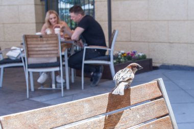 a sparrow bird sits on the back of a street cafe chair on a sunny day