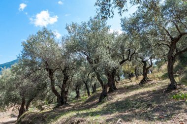The garden of olive trees on a hillside on a summer day