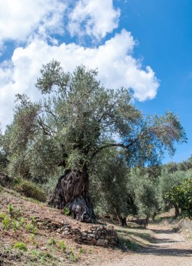 The old olive tree on a hillside by a dirt road with a masonry retaining wall on a summer day