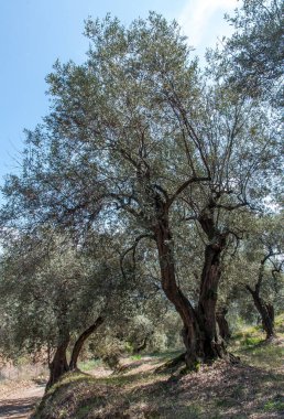The garden of olive trees on a hillside on a summer day
