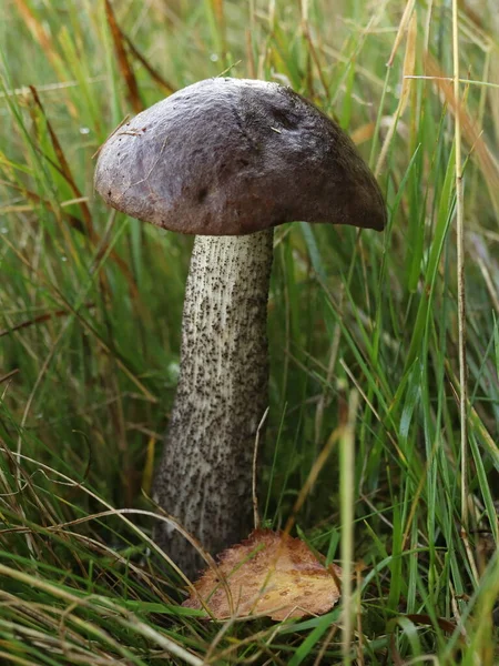 Leccinum Scabrum Champignon Avec Une Feuille Dans Herbe — Photo