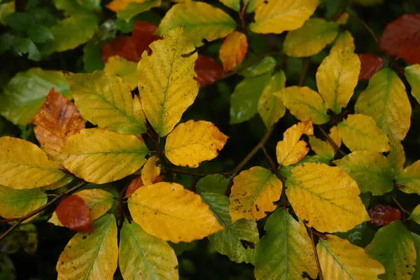 Sonbaharda Genç Kayın Sarı Kayın Yaprakları Fagus — Stok fotoğraf