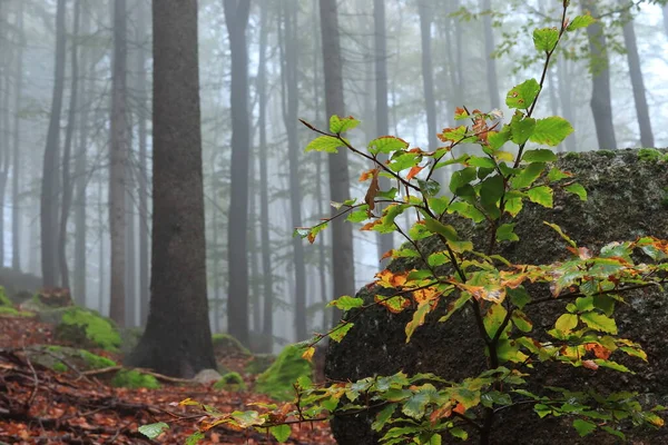 Sis Içindeki Sonbahar Ormanı Yosun Kaplı Taşlar Sarı Yapraklı Ağaçlar — Stok fotoğraf