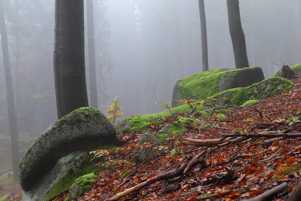 Осенний Лес Тумане Покрытыми Мхом Камнями Деревья Желтыми Листьями — стоковое фото
