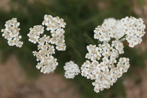 Achillea Millefolium Fleur Herbe Blanche — Photo