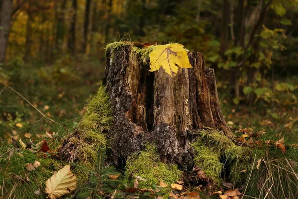 Tocón Bosque Cubierto Musgo Con Una Hoja Arce Amarillo Caído — Foto de Stock