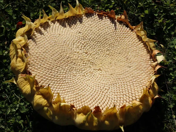 Helianthus Annuus Weiße Sonnenblume Vogelfutter — Stockfoto