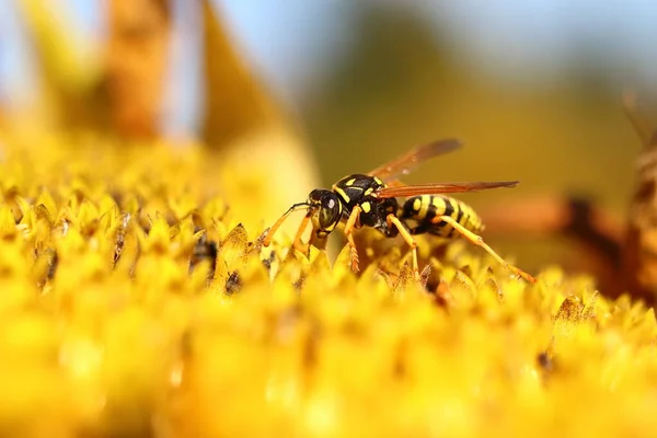 Vespula Vulgaris Helianthus Annuus Une Guêpe Couverte Pollen Sur Tournesol — Photo